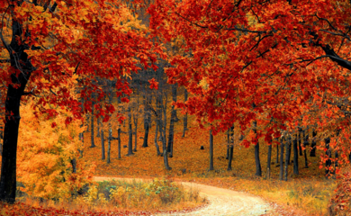  A tranquil woodland path lined with trees showcasing striking red leaves.