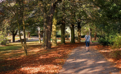Path surrounded by trees in autumn 