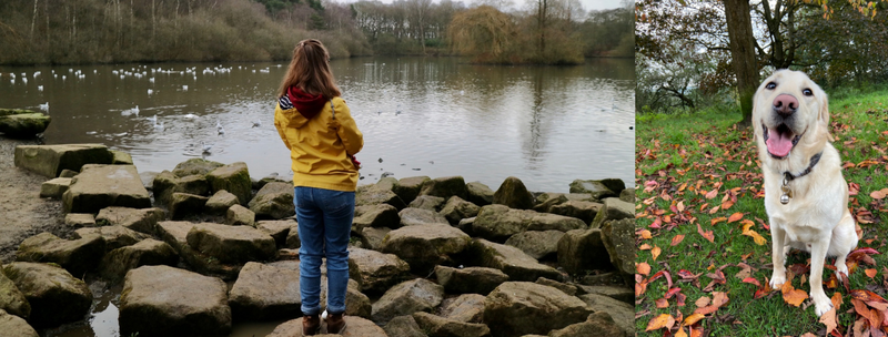 Dezzie, a yellow Labrador retriever is an off duty guide dog sat on an autumn field during a free run (R). Chloe, a white woman with brown hair has her back to the camera. She’s wearing a yellow coat, blue jeans and is holding a long white cane. She’s stood by a lake (L)