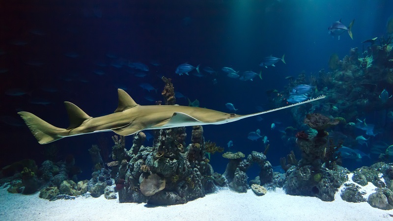 Fish in aquarium