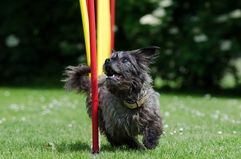 Small black dog doing agility