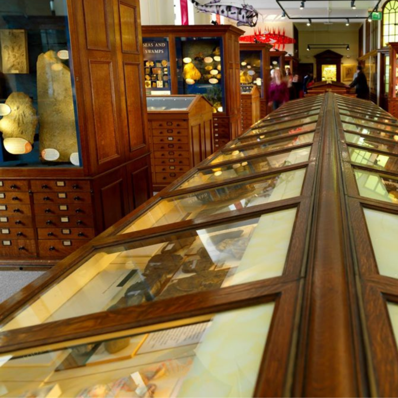 Image shows the inside of the Sedgewick Museum of Earth Science. There are glass and wooden cabinets with artefacts in. 