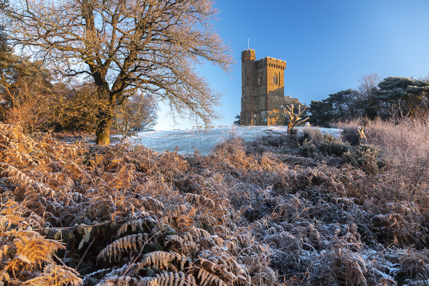 Distant view of Leith Hill Tower in winter over the frosty field and through the shrubbery and trees.