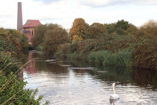 Image of a swan on the river in Walthamstow Wetlands