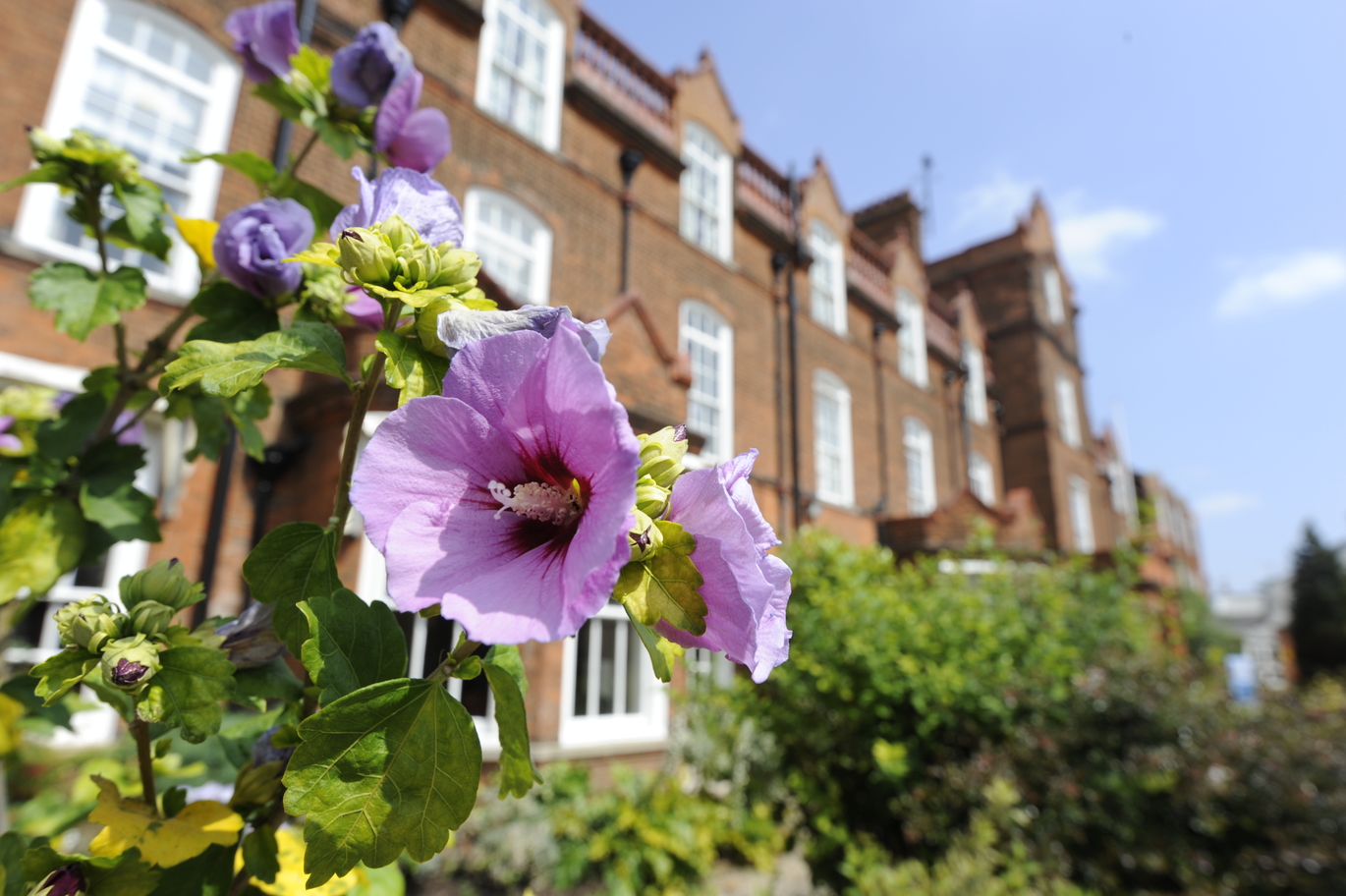 Hughes in Spring