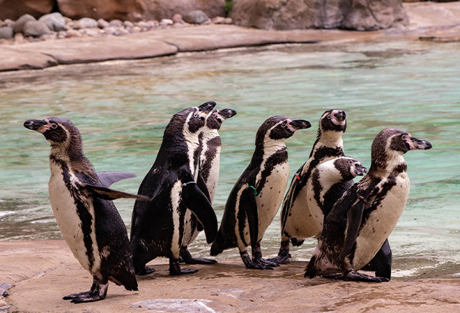 "Photograph of seven black and white penguins stood beside a pool"