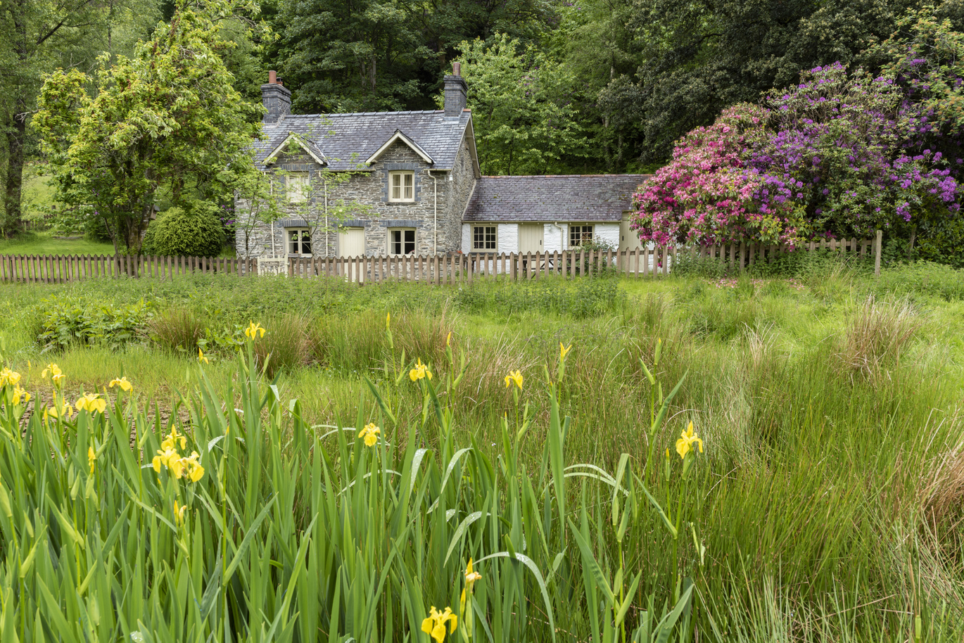 A view of the lovely little 18th century cottage surrounded by trees and grassy meadows with daffodils.