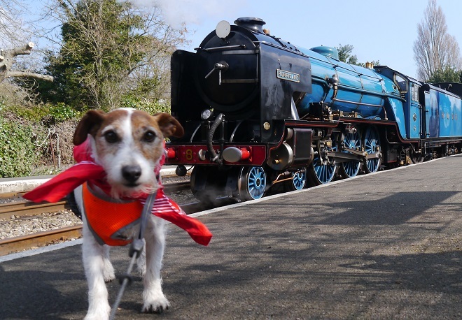 "There is a blue train on the tracks, on the platform in front there is a white and brown jack russell terrier dog with a red bandanna on."