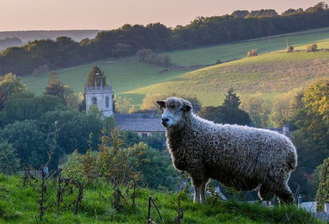 Sheep