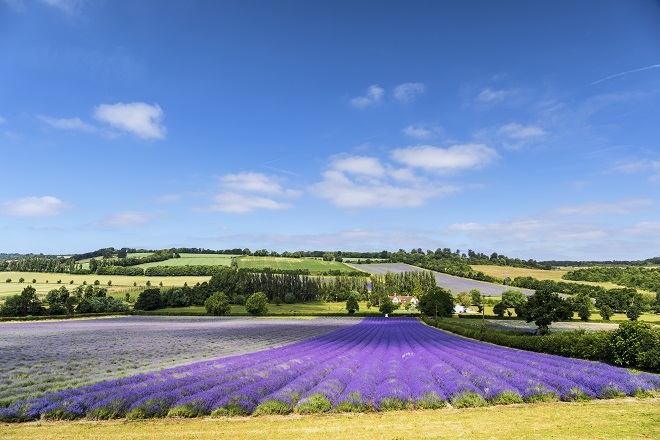 "Photo of lavender fields in Kent. There is lavendar towards the front of the photo and in the background are fields and trees with a cloudy sky."