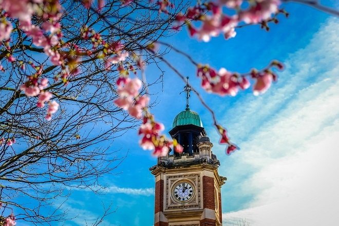 "Photo of the top of a clock tower. There are blossom tree branches in the near of the photo with the clock tower further away. The time displays 1pm on the clock tower"