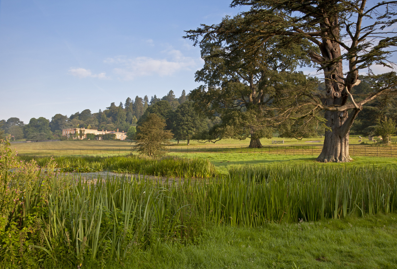 A view over the large, green park with a small pond surrounded with reeds to a large 18th century house barely visible in the background with the blue sky above.