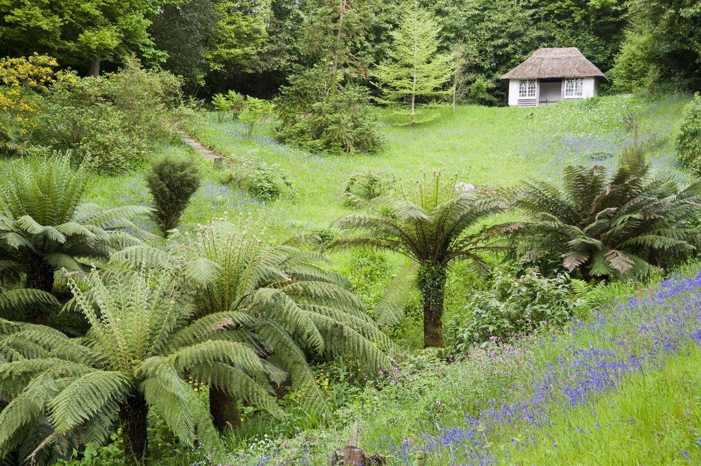 A lush green forest like garden filled with lots of trees and plants with a small, white, thatched 19th century building in the background.