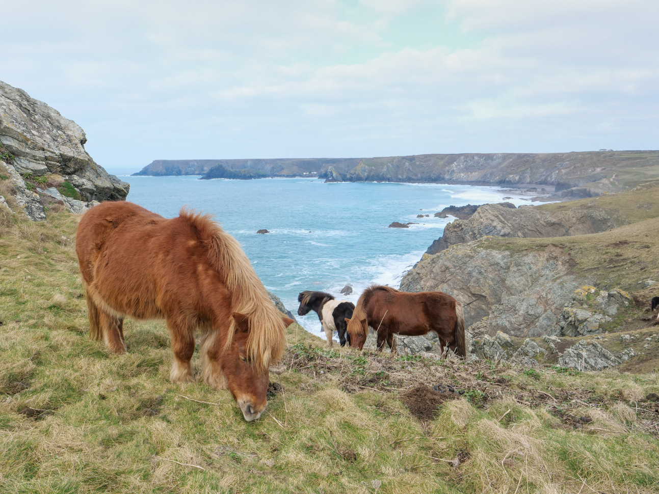 Ponies grazing on a grassy hill with the sea and cliffs in the background