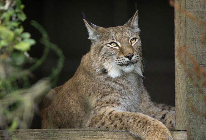 "Photograph of a lynx laying down in what appears to be a wood construct shelter.   The lynx appears relaxed and is staring into the distance"