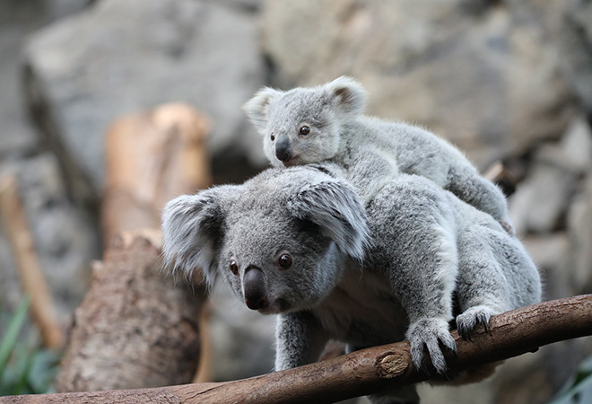 Koala carrying their Joey holding onto a branch
