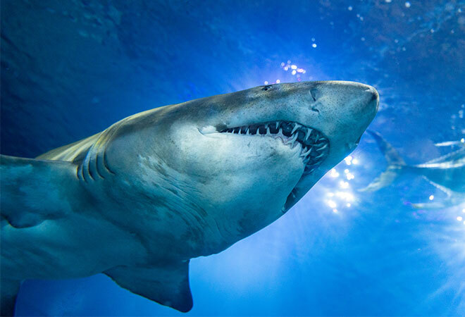 Underneath view of a Shark, showing teath.  Surrounded by water with a halo of light beaming through the water