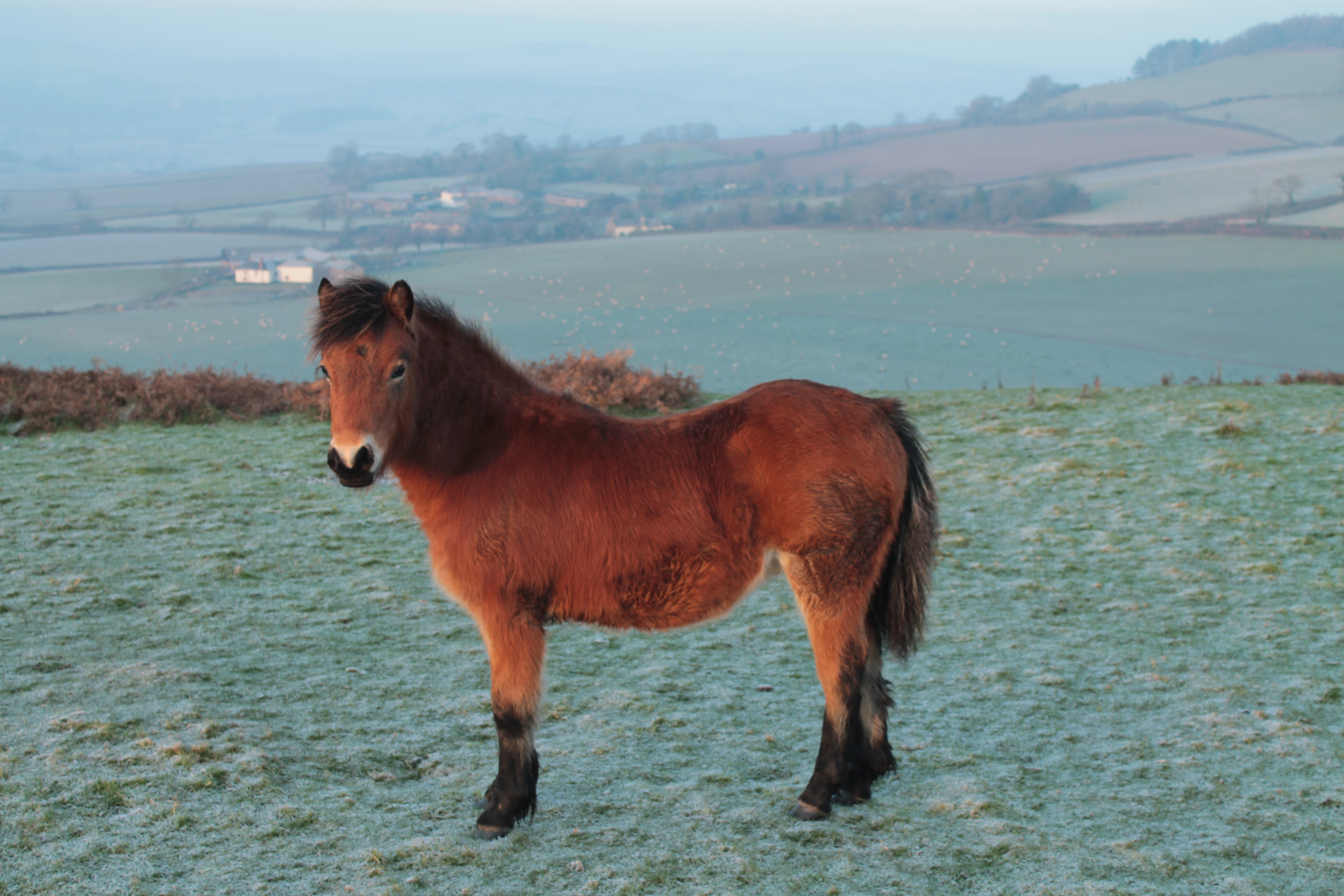 Sidmouth - Countryside and Shop - National Trust