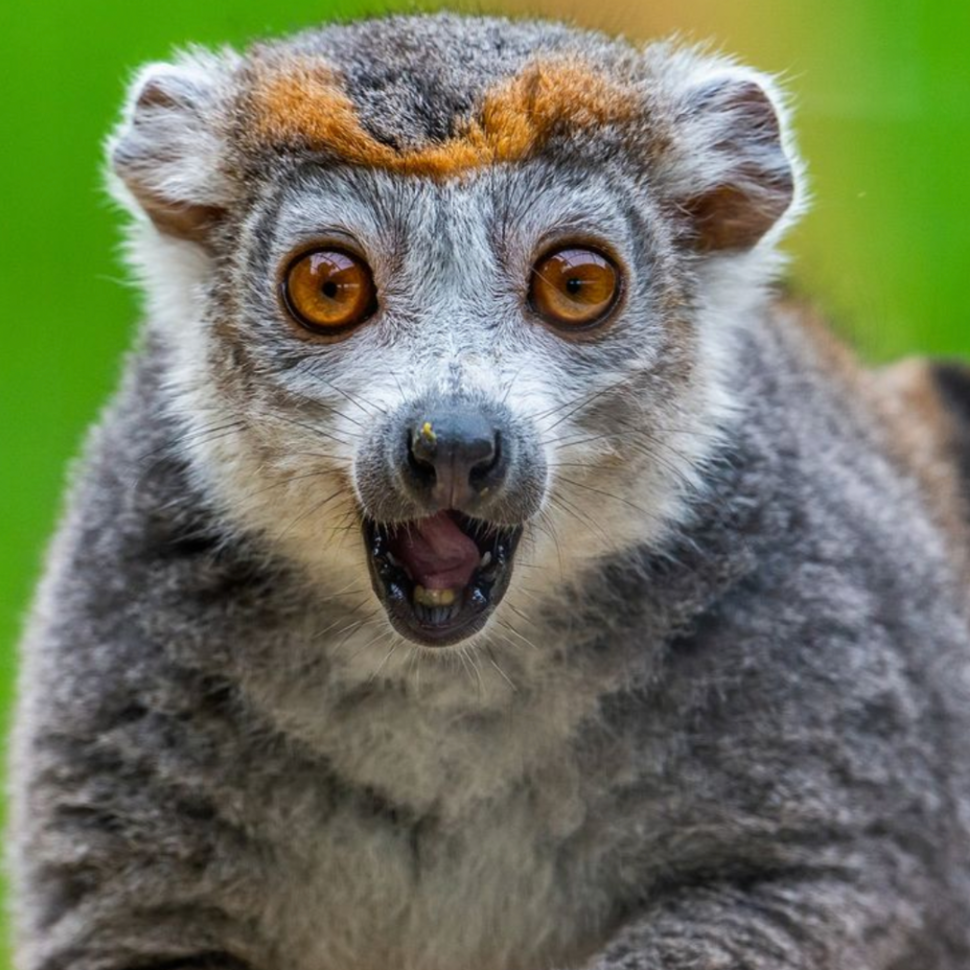 Image of a lemur looking at the camera