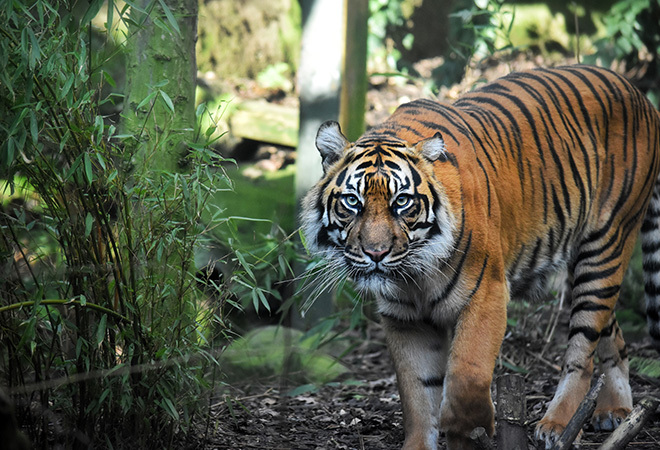 Sumatran Tiger looking at camera walking through grass and trees