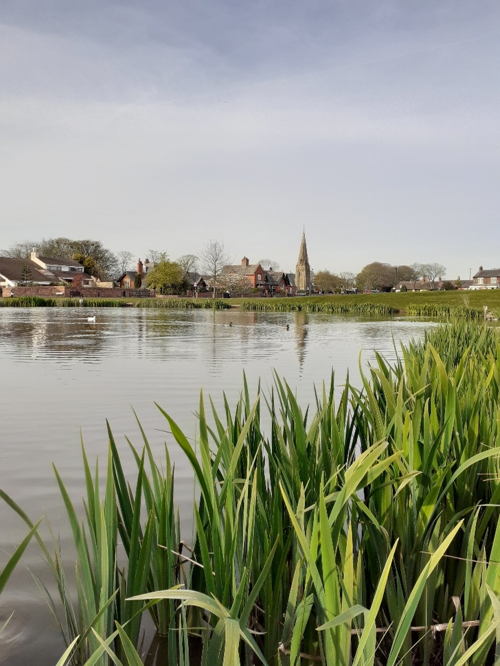 "Green Reeds"