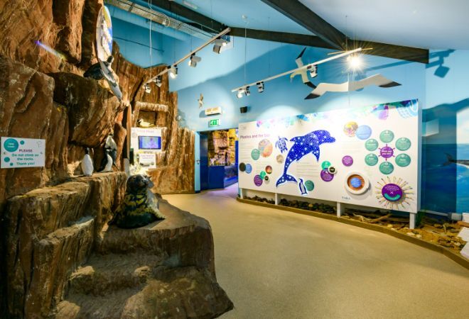 "MacDuff Marine Aquarium. Simulated rocks with seal and penguins on them to left. Information board with large picture of dolphin in background against blue wall with open doorway."