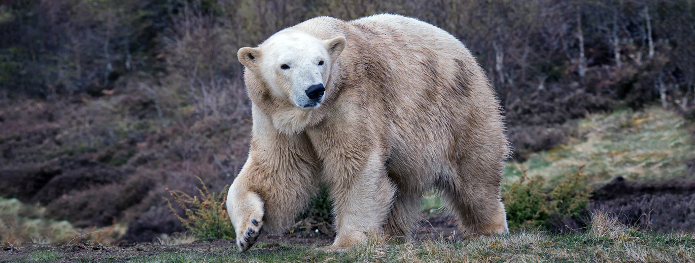 "The photograph shows an image of a rather dirty looking polar bear, walking in its habitat.  The polar bear is looking to the right of the photographer"