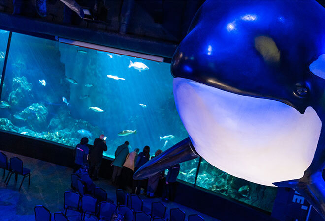 A very blue looking photo with empty chairs in the forground, A very large Whale Statue that looks like it is hanging from the ceiling.  In the back ground is a large fish tank with a group of people looking into it and watching the fish