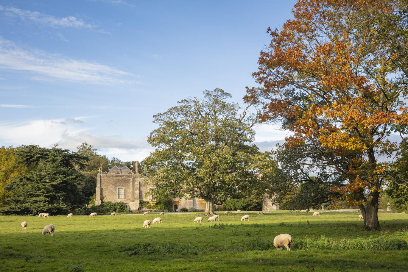 Sheep grazing in the parkland around 2 large trees in early autumn with a large 13th century building in the background surrounded by many trees with the blue, slightly cloudy sky above.