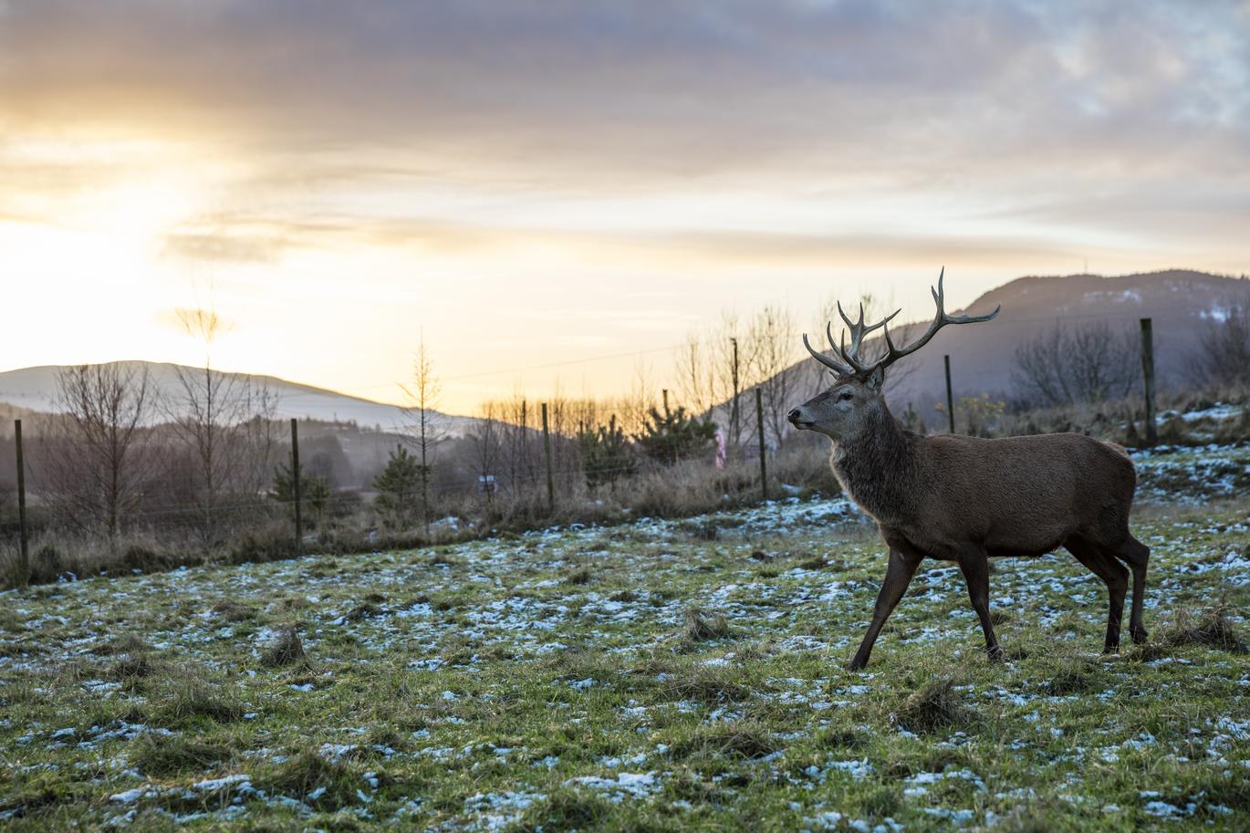 "A stag with large antlers in a field near Aberfeldy in the Scottish Highlands."