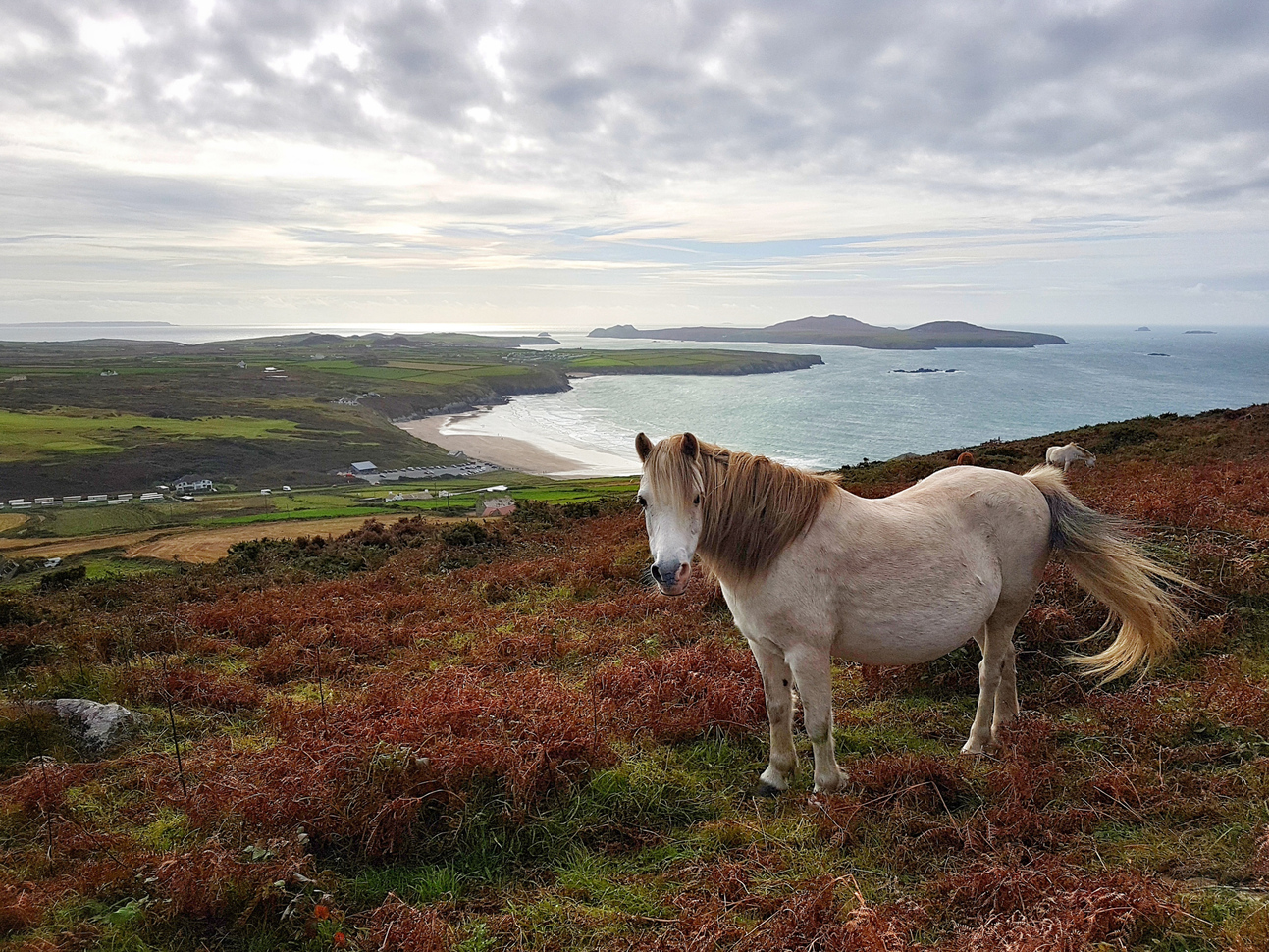 Pony conservation grazing on a hill with the countryside and sea in the background.