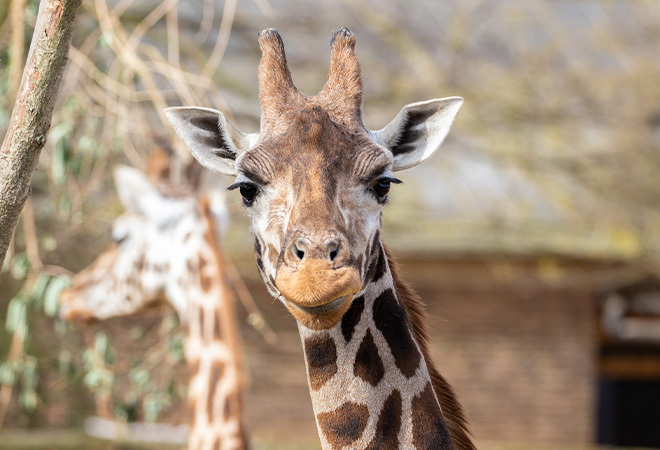 "Photograph of a giraffe looking directly at the photographer"