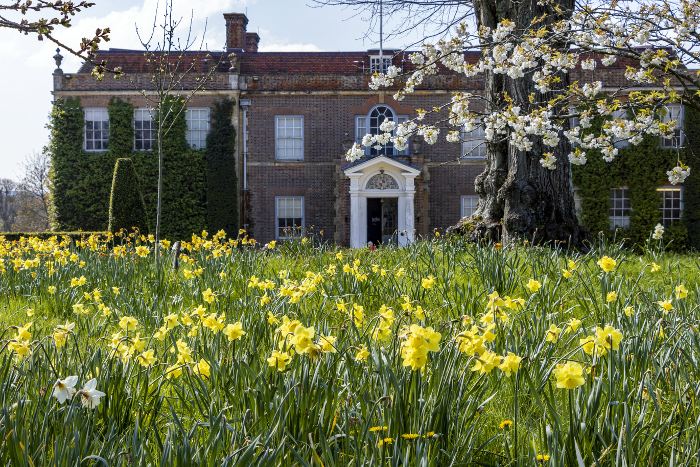 Daffodils blooming in the garden at Hinton Ampner with some blossom branches above and the large, brick house behind.