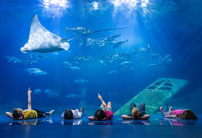 5 children laying on their backs, pointing a large watery fish tank.  Showing a myriad of fish and a large Stingray  