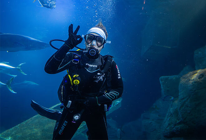 A very dark blue photo with a Diver submerged in the Fish Tank giving an OK signal.  In the back ground and over the shoulder of the diver you can see a shark and some fishy tales