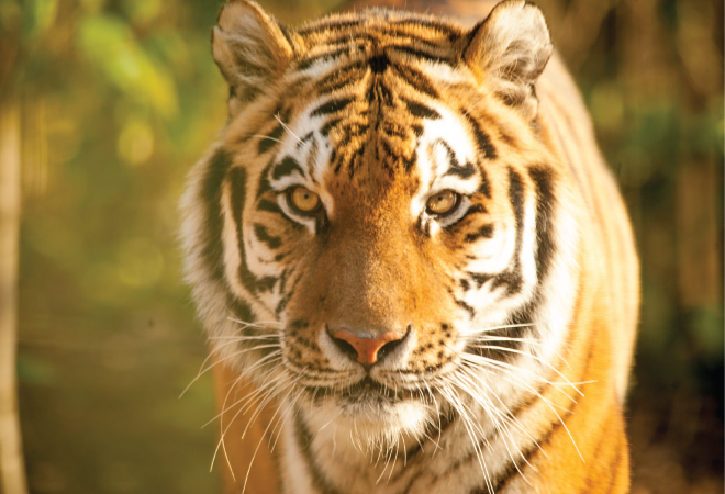 "close up image of a tiger from Chessington World of Adventures Zoo"