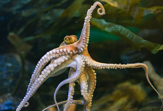Octopus showing all its tentacles and suckers, in the faded back ground greeny blue seaweed and water 
