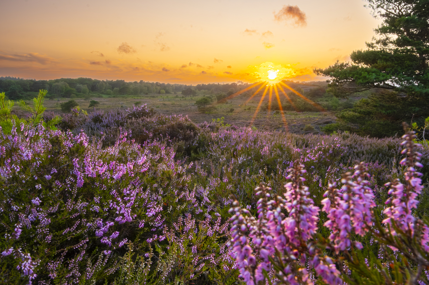 "Arne Nature Reserve at sunset"