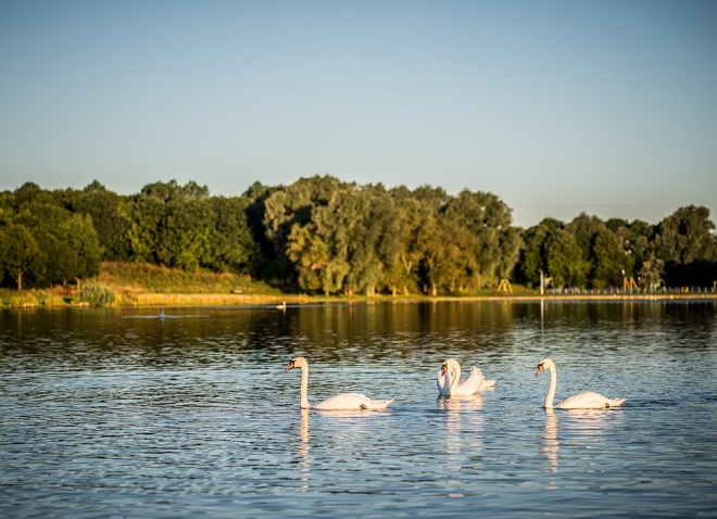 Photo of geese swimming in the lake