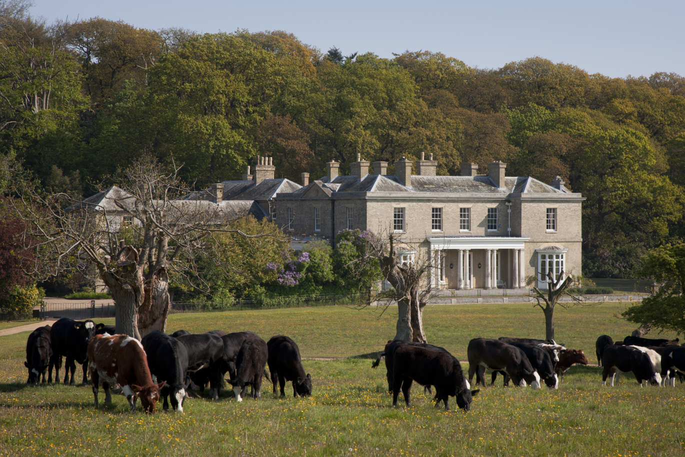 A view of a very large house with a forest of trees behind. There is a meadow out the front with a few tree stumps and a number of grazing cows.