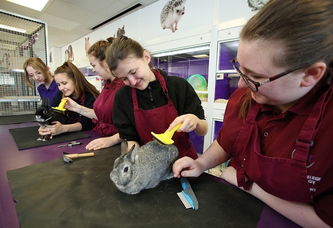"Photo of 5 people grooming rabbits"