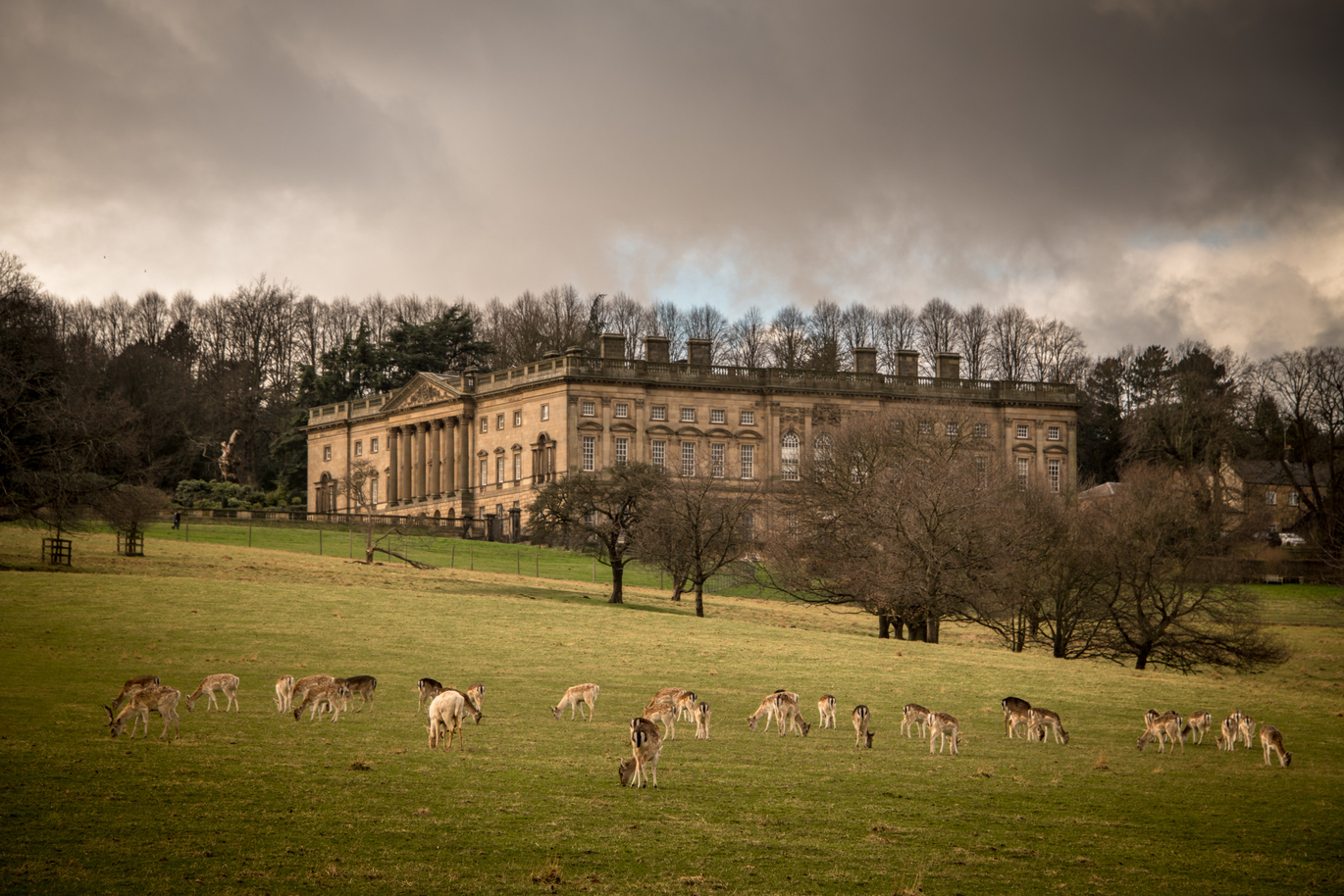 View of the 18th century palladian mansion from the parkland at Wentworth Castle with many deer grazing on the parkland.