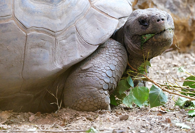 "Photograph of huge tortoise looking directly at the camera"