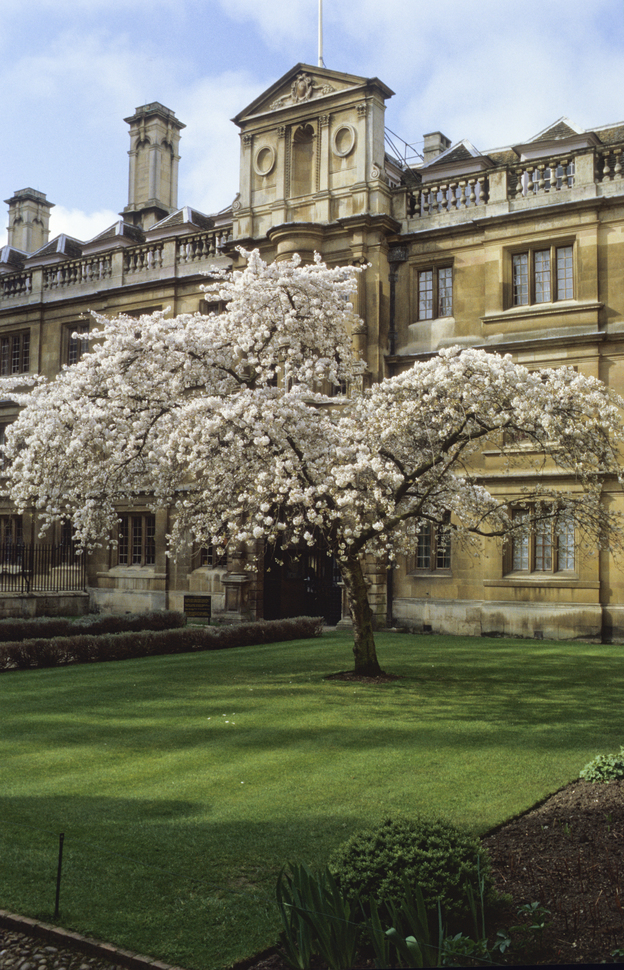 First Court Blossom