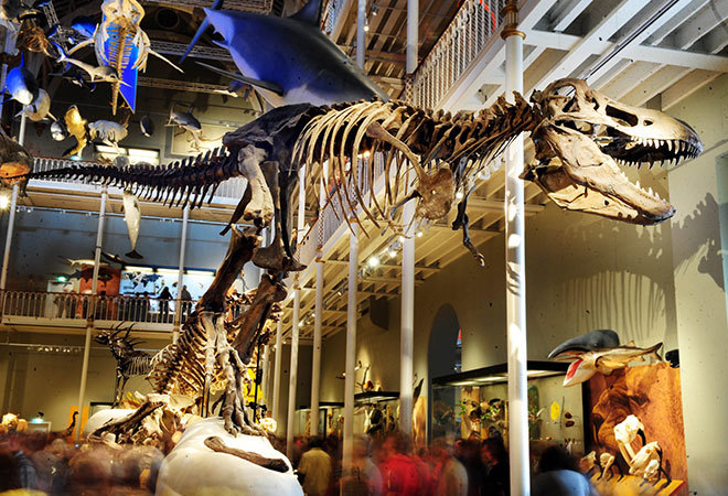 "Dinosaur Skeleton"