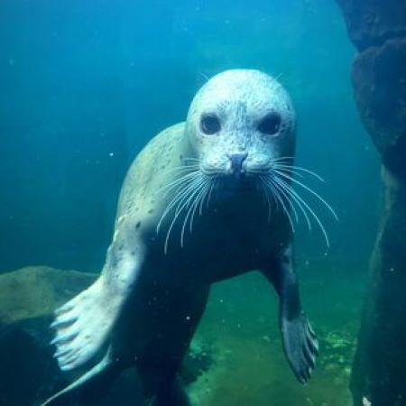 "A seal underwater, facing the camera with its whiskers clearly visible. The background features rocks and a greenish-blue tint characteristic of an underwater setting."