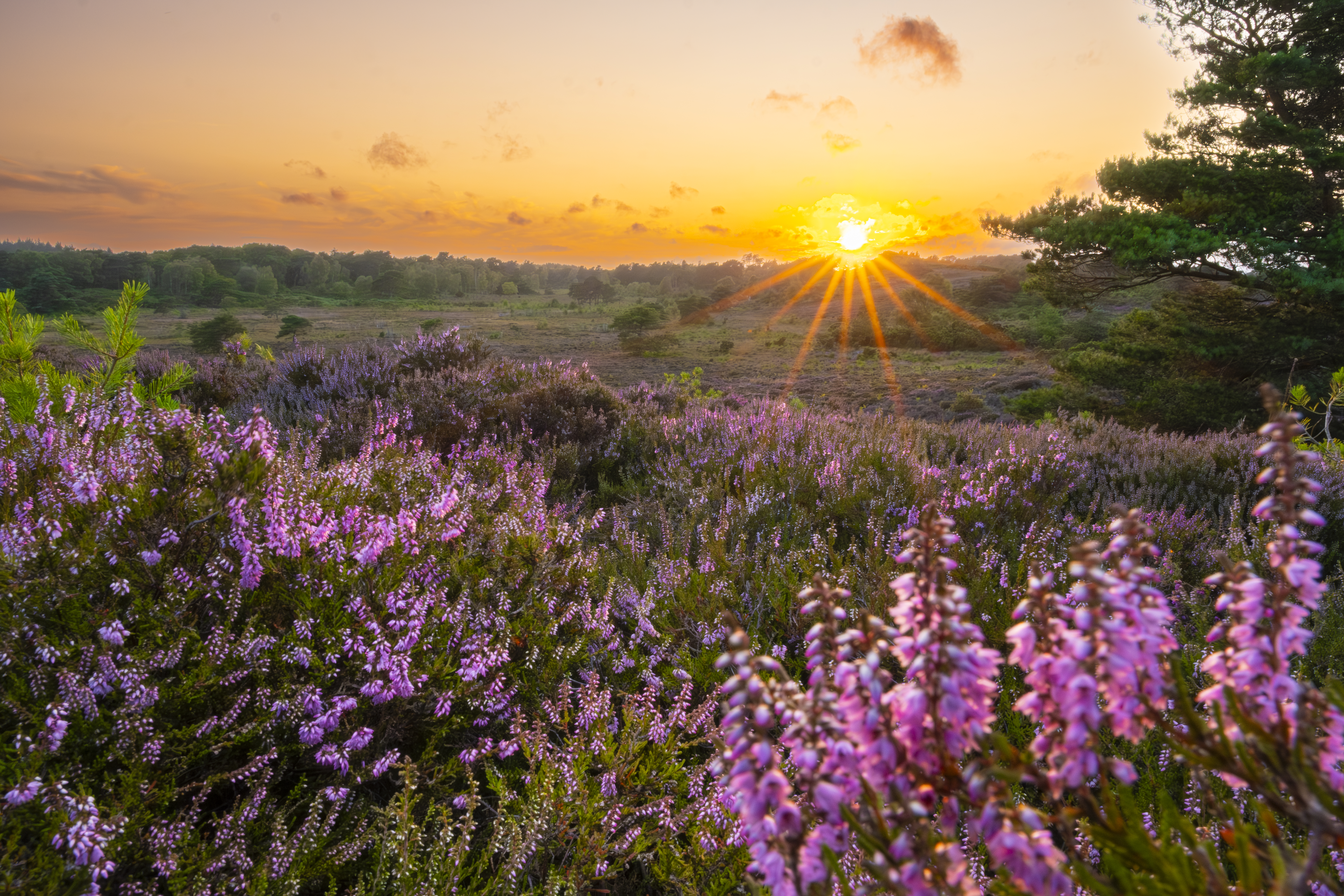 RSPB Arne