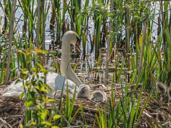 "A swan sat in her nest with a number of cygnets"