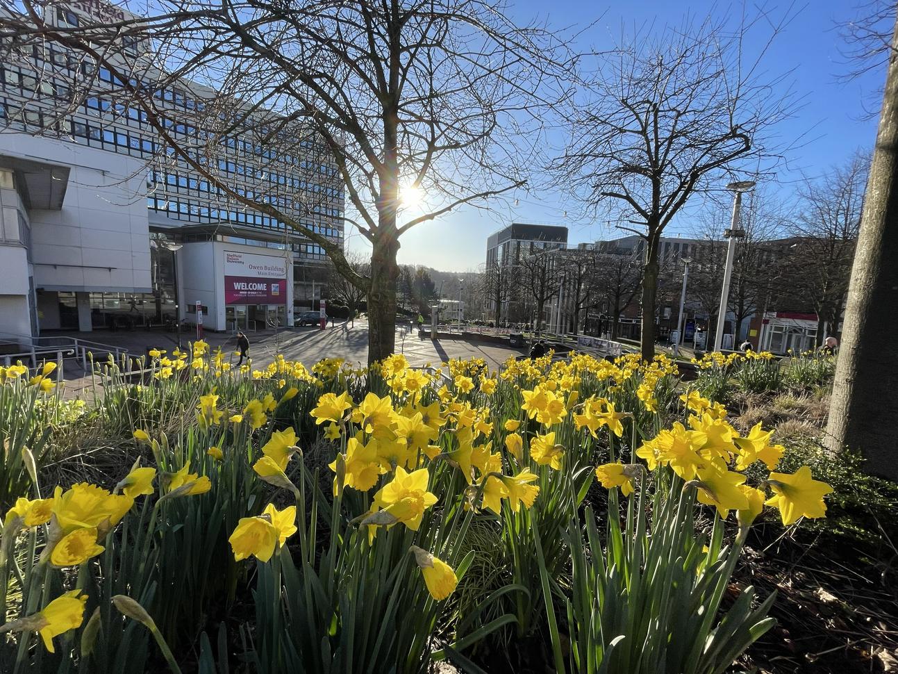 An array of daffodils in the spring sunshine in the foreground with two trees yet to bloom in the middle ground with a large building in the background