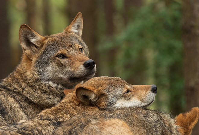 "Photograph of three wolves together in the forefront of the photograph with a blurred forest background.  Two of the wolves appear to be napping while the other is focused on the direction of the camera"